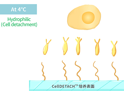 4℃時(shí)，溫敏聚合物涂層為高分子伸直狀態(tài)，表現(xiàn)為親水性，利于貼壁細(xì)胞的脫落
