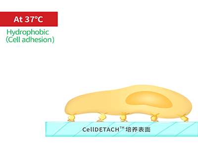 37℃時(shí)，溫敏聚合物涂層為高分子卷縮狀態(tài)，表現(xiàn)為輕度疏水性，更有利于細(xì)胞的貼附