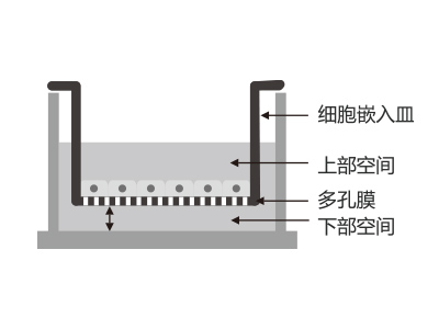 懸掛式設(shè)計(jì)，嵌入皿移細(xì)胞嵌入皿移動(dòng)時(shí)單層細(xì)胞不受影響上部空間 ，還能防止培養(yǎng)液通過中毛細(xì)作用流失